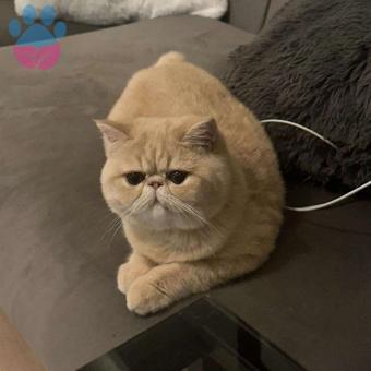 Exotic Shorthair Kedim Kızgınlıkta Eş Arıyor