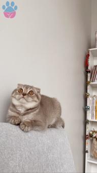 Scottish Fold Kızımız LATTE Eş Arıyor