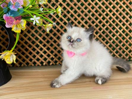 British Shorthair 1.5 Yaşında Kızıma Eş Arıyorum