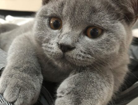 Orjinal Irk British Shorthair Kedimize Eş Arıyoruz