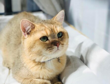 British Shorthair Golden Erkek Kedime Dişi Arıyorum
