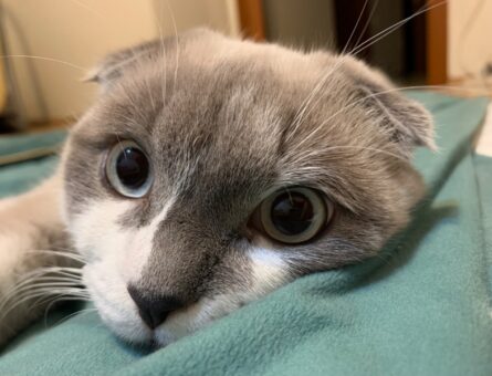 Scottish Fold Zefir Kedime Eş Arıyorum