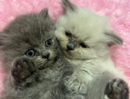 Scottish Fold Kızıma Eş Arıyorum Aşıları Tam