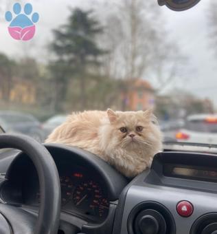 British Shorthair 1,5 Yaşında Kedime Eş Arıyorum