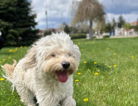 Maltipoo 2 Yaşında Yavruma Eş Arıyorum