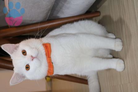 British Shorthair Kedime Acil Eş Arıyorum