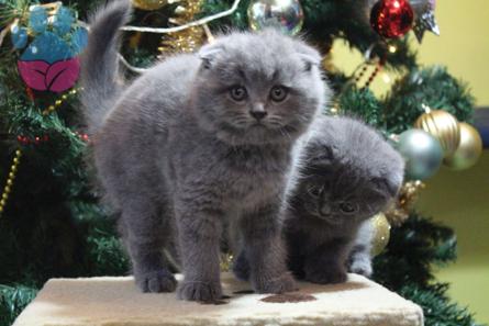 British Shorthair 1 Yaşında Kızıma Eş Arıyorum