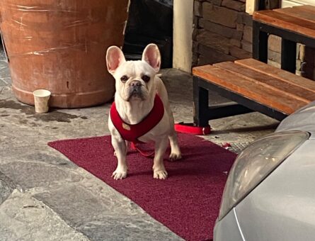 French Bulldog Oğluşuma Eş Arıyorum