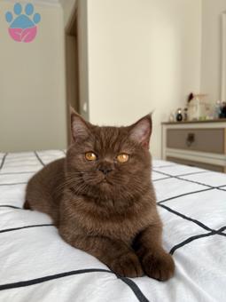 British Shorthair Diva Kızıma Eş Arıyorum