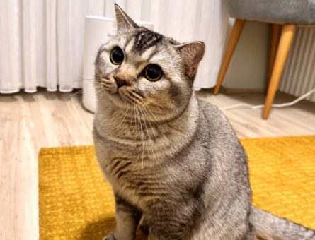 British Shorthair Yakışıklımıza Eş Arıyoruz