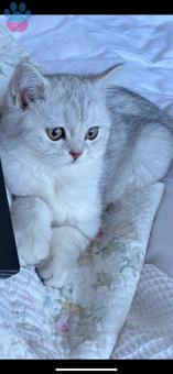 British Shorthair Oğluma Gelin Arıyorum