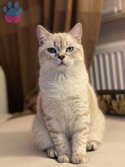 British Shorthair Oğlumuza Eş Arıyoruz 8 Aylık