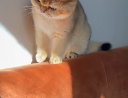 British Shorthair Golden Kedime Eş Arıyorum