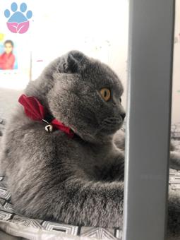 Scottish Fold Oğluma Eş Arıyorum 1 Yaşında