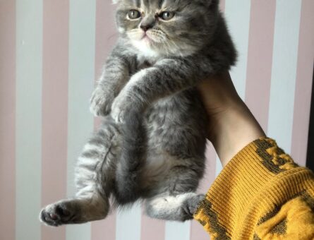 British Shorthair Kedim 1 Yaşında Kızgınlıkta