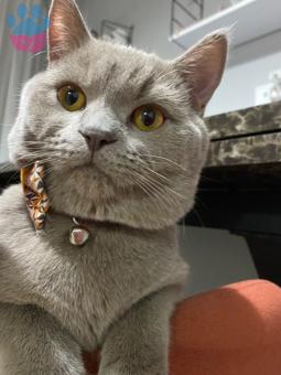 British Shorthair Erkek Kedime Eş Arıyorum