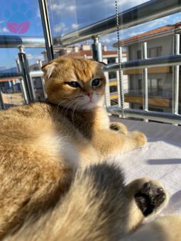 Scottish fold Erkek Kedimiz Eş Arıyor