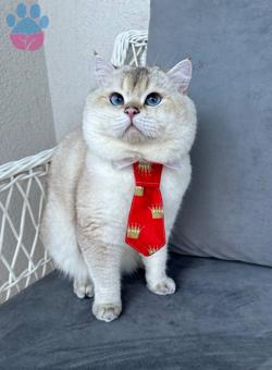 British Shorthair 1.5 Yaşında Oğluma Eş Arıyorum