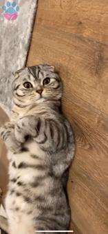 Scottish Fold Kedime British Shorthair Arıyorum