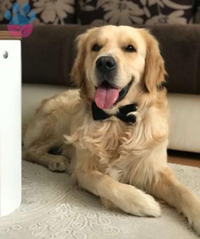 Golden Retriever Yakışıklı Oğluma Eş Arıyorum