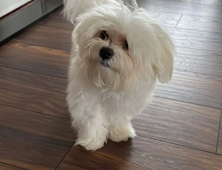 Maltese Terrier 1 Yaşında Eş Arıyoruz - 1001