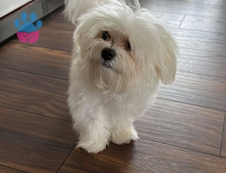 Maltese Terrier 1 Yaşında Eş Arıyoruz