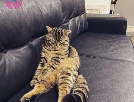 Erkek British Shorthair Kedimize Dişi Eş Arıyoruz - 10128