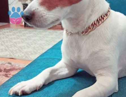 Jack Russel Barut Bey Eş Arıyor