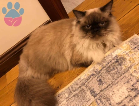 Himalayan Oğluma Himalayan Eş Arıyorum - 10176