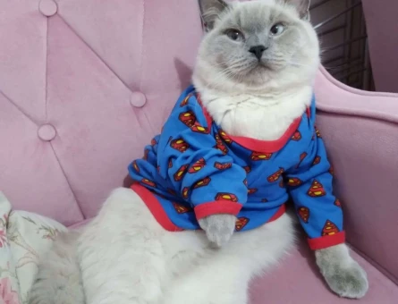 British Shorthair Bulutuma Eş Arıyorum - 10191