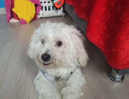 Maltese Terrier Oscar Dişi Eş Arıyoruz - 10204