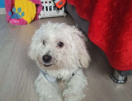 Maltese Terrier Oscar Dişi Eş Arıyoruz