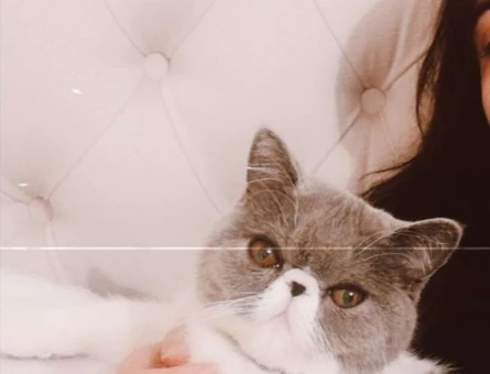Exotic Shorthair Cinsi Kızımıza Eş Arıyoruz - 10220