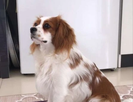 Cavalier King Charles Köpeğimize Dişi Eş Arıyorum - 10222