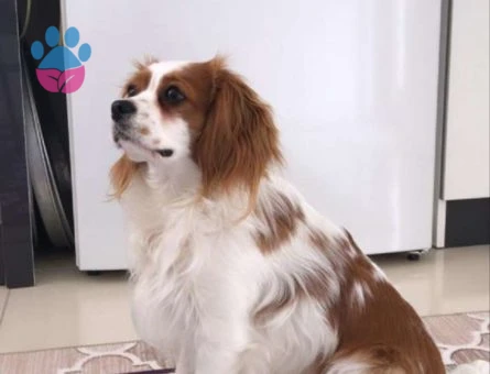 Cavalier King Charles Köpeğimize Dişi Eş Arıyorum