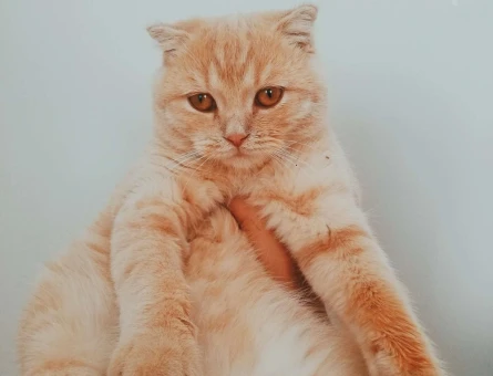 Scottish Fold Bal Oğlumuza Eş Arıyoruz - 10242