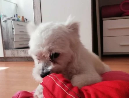 Maltese Terrier 0 Numara 5 Yaşındaki Oğluma Gelin Arıyoruz - 10243