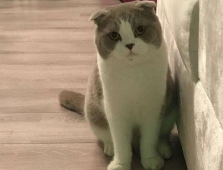 Scottish Fold Oğluma Dişi Arıyorum - 10260