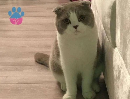 Scottish Fold Oğluma Dişi Arıyorum