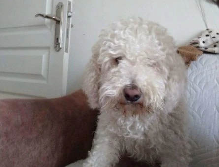 Saf Yurtdışı Poodle Oğlumuza Eş Arıyoruz - 10270