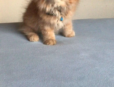 Chinchilla Erkek 7 Aylık Oğlumuza Eş - 10273