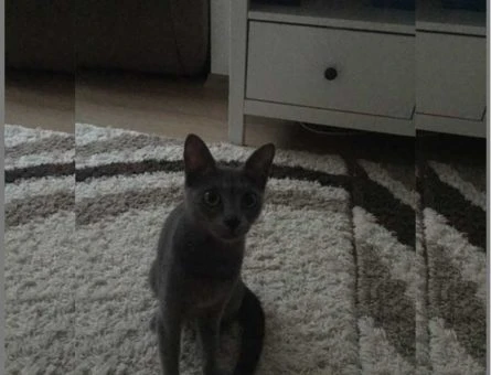 Dişi Mavi Rus İçin İstanbul İçi Mavi Rus Erkek Kedi - 10276