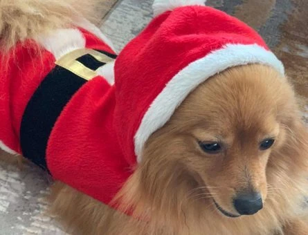 Pomeranian Boo Spitz Dişi Eş Arıyorum - 10279