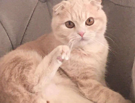 1 Yaşında Scottish Fold Oğluma Eş Bulma - 10285