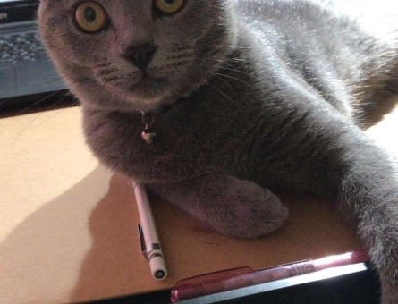 Scottish Fold Yakışıklı Oğlum Gofret’e Eş Arıyoruz - 10293