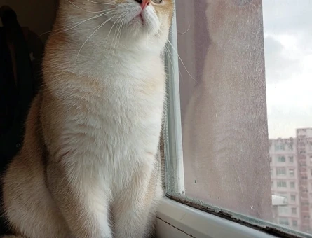 Full Şecereli British Shorthair Golden - 102