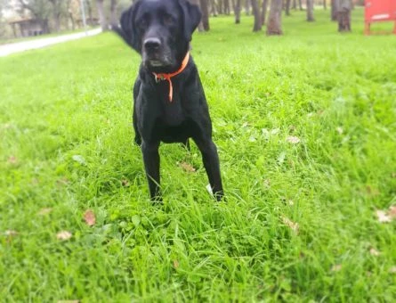 Erkek Labradorumuza Eş Arıyoruz - 10305