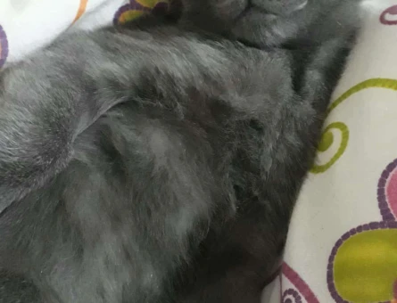 Russian Blue Cinsi Kızıma Eş Arıyorum :) - 10306