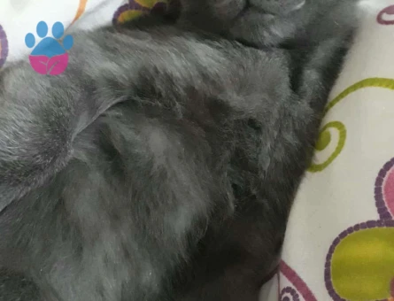 Russian Blue Cinsi Kızıma Eş Arıyorum :)