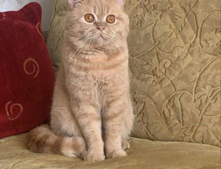 Bristish Shorthair - 10317